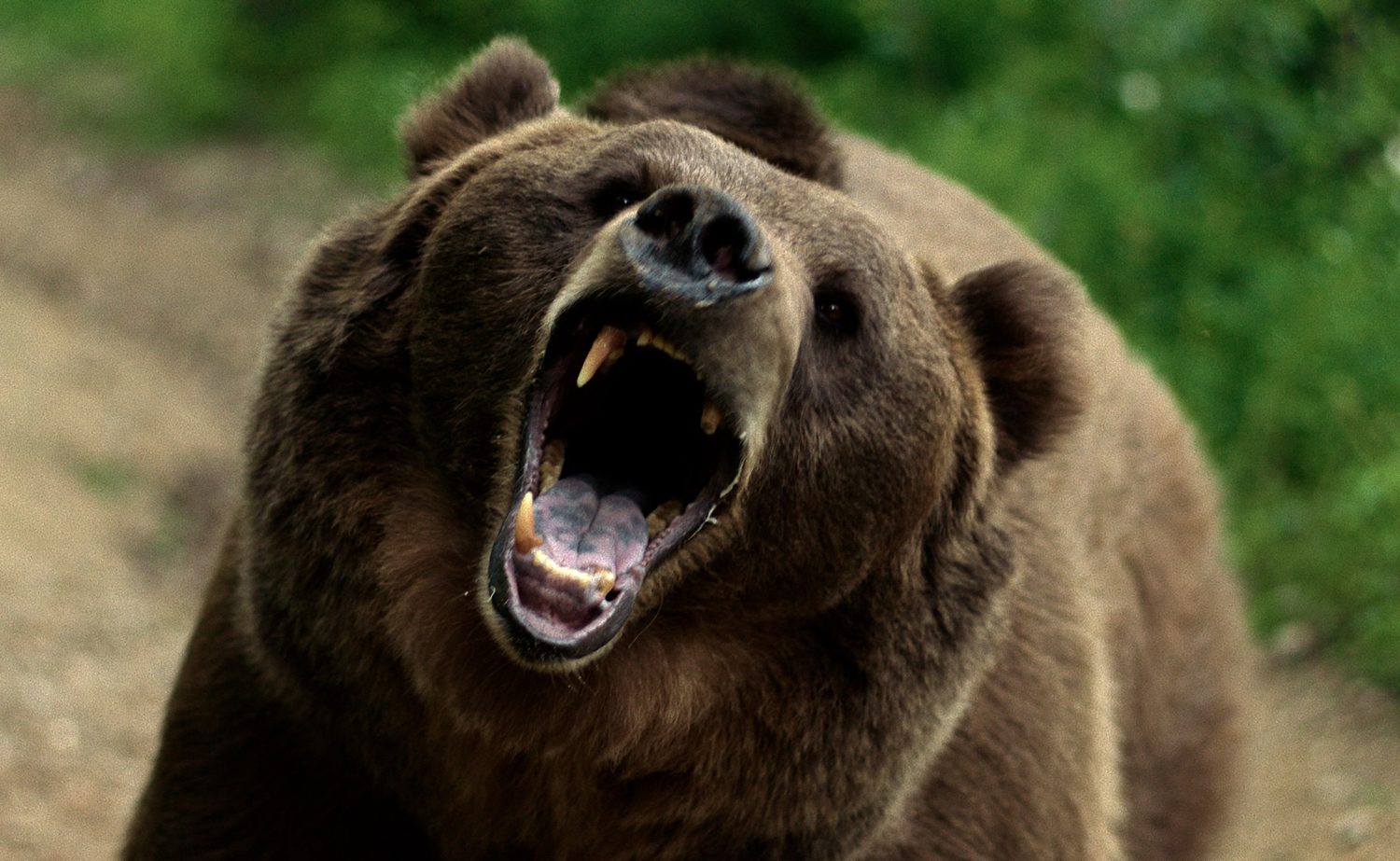 No Escape - Grizzly Night